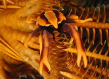 Squat Lobster on Crinoid - GAL Photo