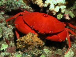 Crab - GAL Photo