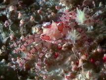 Boxer Crab - GAL Photo