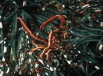 Crinoid Crab - GAL Photo