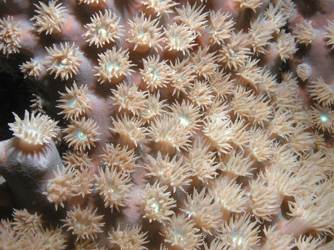 Coral - GAL Photo