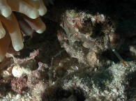 Coral Shrimp - GAL Photo