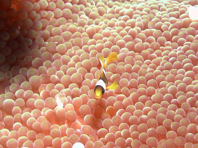 Juvenile Anemone Fish - GAL Photo