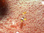 Juvenile Anemone Fish - GAL Photo