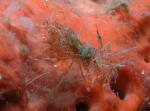 Mysterious 'Dig-Gar-ius Shrimp' - GAL Photo