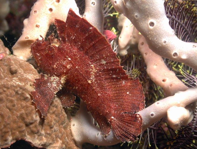 Leaf Scorpion Fish - GAL Photo