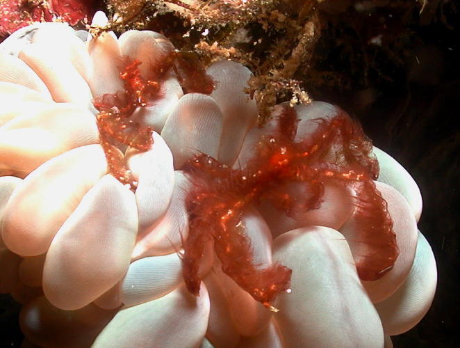 Orangutan Crabs on Bubble Coral - GAL Photo