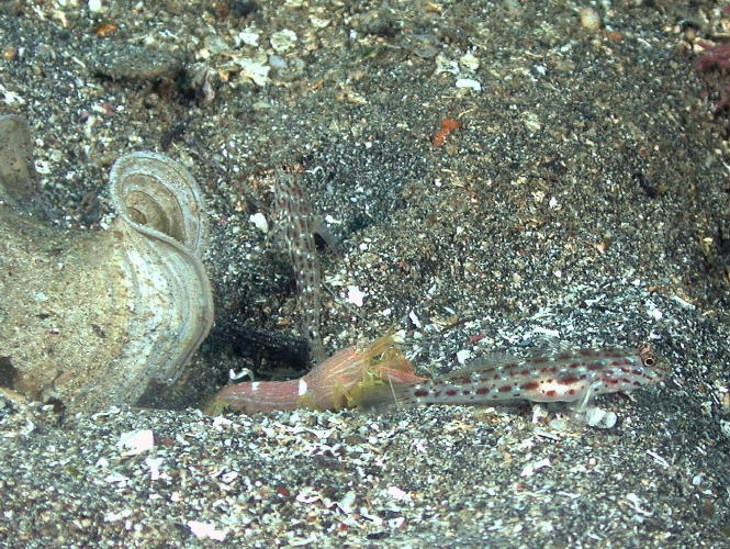 Shrimp Goby with two Shrimp - MZ Photo