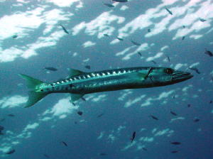 Barracuda in the Sky....with Fishes - MZ Photo