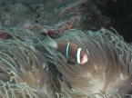Anemone Fish - MZ Photo