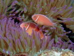 Anemone Fish - MZ Photo