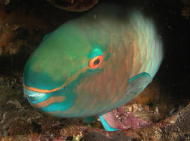 Parrotfish - MZ Photo