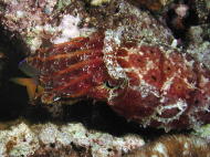 Cuttlefish - having a snack! - MZ Photo