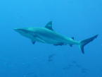 Grey Reef Shark - MZ Photo