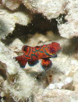 Mandarin Fish 2002 - MZ Photo