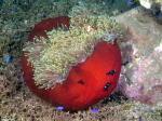 Anemone with Clown Fish and Anthias