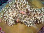Anemone with Clown Fish