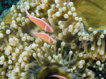 Anemone with Clown Fish