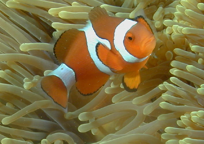 Clown Fish in Anemone