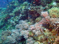 Coral Scene - GAL Photo