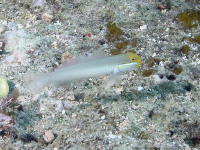 Goby - GAL Photo