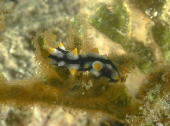 Nudibranch - GAL Photo