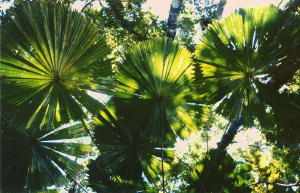 Umbrella Palms