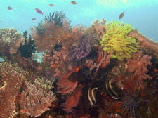 Reef Scene - GAL Photo