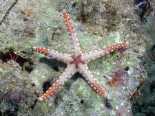 Starfish - GAL Photo