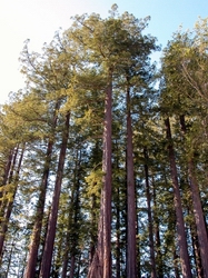Redwoods at Gary Farrell