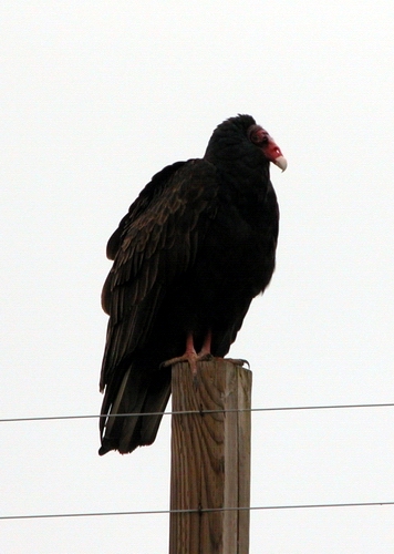 No, sorry, it's a Vulture
